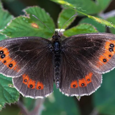 アパート 3 Bed In Sz425 *